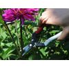 Okatsune 307 cutting scissors with short blade, suitable for harder (wood) trunks