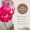 Rose Geranium 100% Pure Therapeutic Grade Essential Oil - 30ml