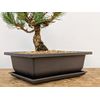 Bonsai Outlet Training Pots with Humidity Trays - Built in Mesh, Brown 8-Inch Large Planters + Made from Durable Shatter Proof Poly-Resin, Set of 3 Pot Set