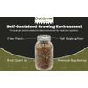 Rye Berry Grain Spawn Jars | Fully Sterilized | 12-Pack of Jars