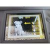 Crazy Pigs (Nintendo DS)
