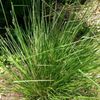 Vetiver 10ml Incent Essential Oil Essential Oil
