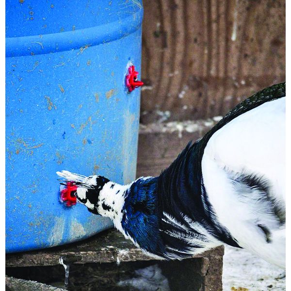 10pc Best Chicken Nipple Waterer Automatic Poultry Drinker Quail Peacock Pigeon