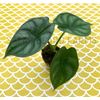 Alocasia 'Dragon Scale' starter plant