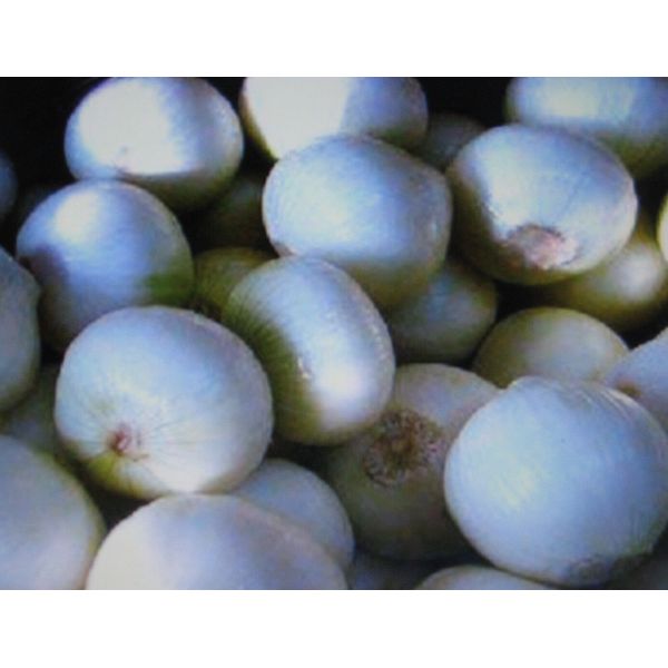 WHITE SWEET SPANISH ONION SEEDS * 100 SEEDS* SWEETEST*HEALTHFUL* FREE COMB. SH