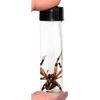 BicBugs Orb Weaver Spider Wet Specimen Arizona USA