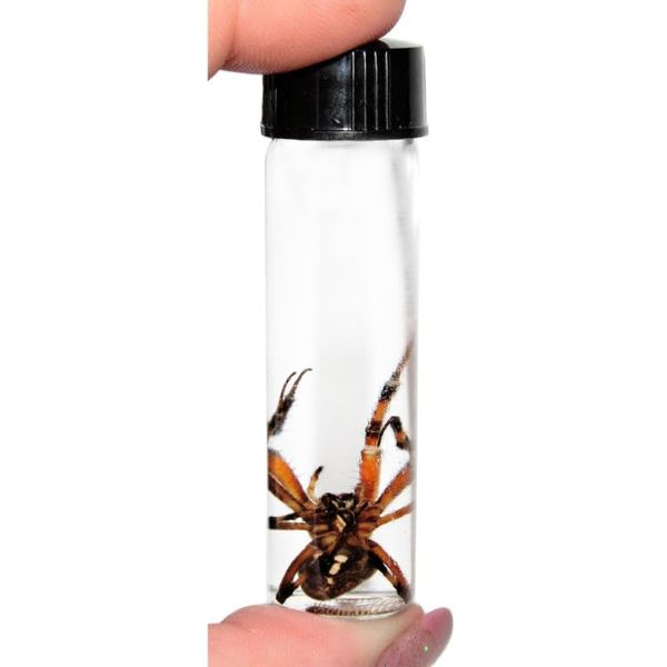 BicBugs Orb Weaver Spider Wet Specimen Arizona USA