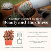 10 Pack Assorted Mini Succulent Plants Perfect Wedding Favors Home Decor