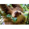 Sloth Blank Greeting Card - Landscape