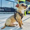 No Pull Reflective Pet Dogs Harness Adjustable Control Pet Vest Brown w/ Handle
