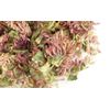 Red Clover Tops Whole (2 lb)