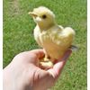 Chick Plush Toy