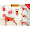 Canine Internal Anatomy Wall Chart #92525 Dog K9
