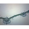 Syringa Vulgaris Leaf, Cross Section - Prepared Microscope Slide - 75 x 25mm - Biology & Microscopy - Eisco Labs