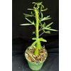Adenia venenata, caudiciform