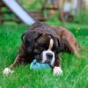 Fuzzl Monster Claw - Interactive Rubber Dog Toy with Treat Function