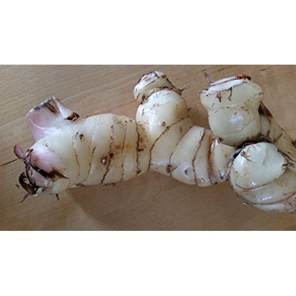 Fresh Galangal 8 oz.