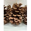 18 Count  XL LONGLEAF PINE CONES for Decorating/Floral/Crafts/Events/Dinners