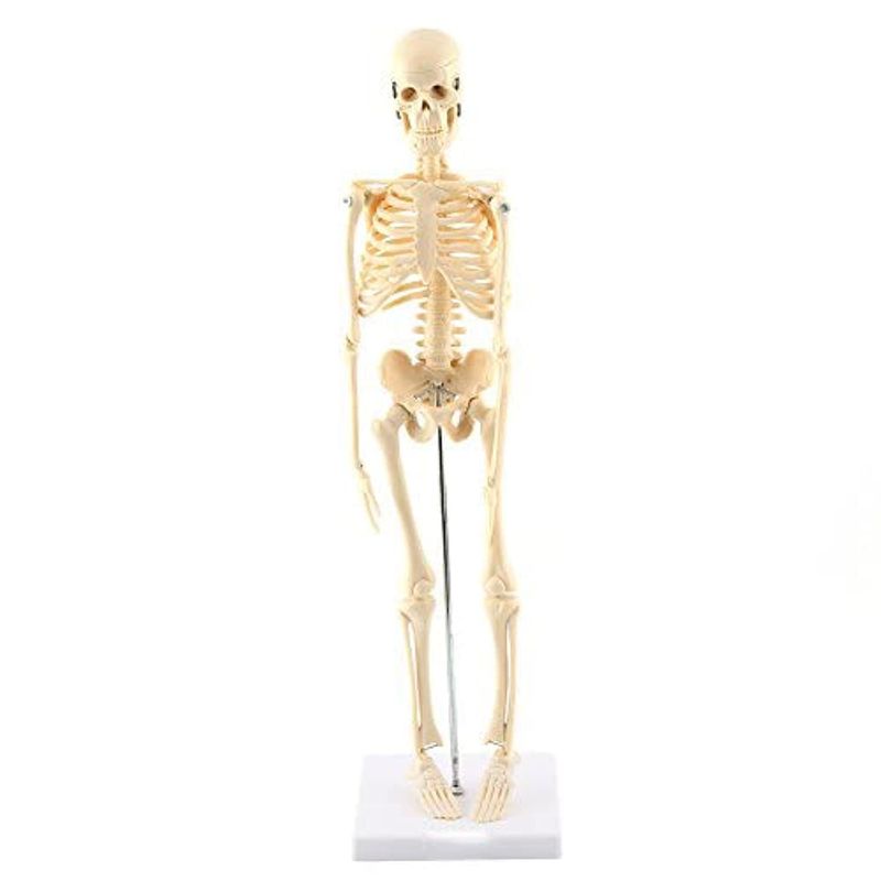 GAESHOW Small Anatomy Model, Human Mini Skeleton Model, Mini Skeleton ...