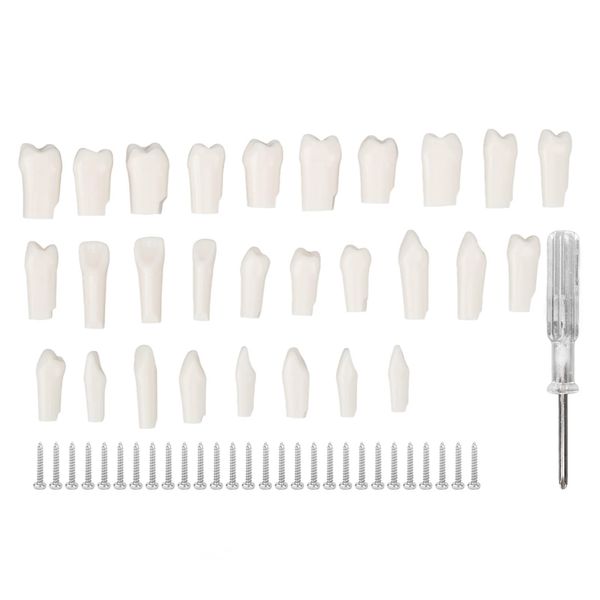 28 Pieces Removable Teeth, Durable Plastic Removable Design False Teeth for Typodont Teaching Study, Replacement Teeth Learning Model