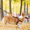Dot Not Pet Working Dog Leash Sleeve Wrap - No Hand Sniffs