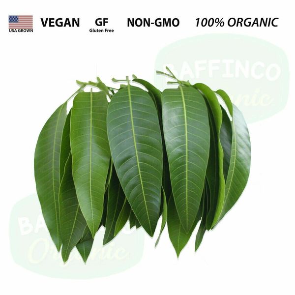 60 Fresh Raw 100% Natural Organic Mango Leaves Florida USA Pick Ship Same Day