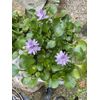 (4) Water Hyacinth Koi Pond Floating Plants Rid Algae LARGE Jumbo 5-7”