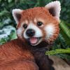 Vivid Arts - Red Panda - PP-RPAN-F