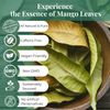 Dried Mango Leaves 2.6oz, Hojas De Mango, Diabetic, Immune & Digestive Tea
