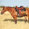 Cashel Quiet Ride Belly Guard, Small