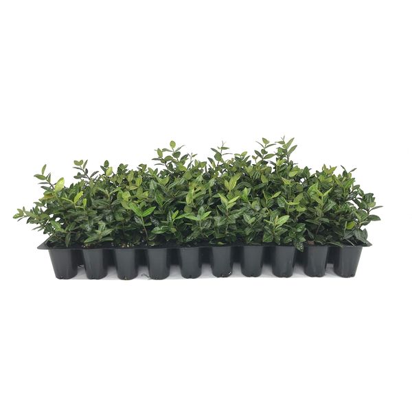 Asiatic Jasmine Minima - 60 Live Plants - Trachelospermum Asiaticum - Drought Tolerant Cold Hardy Evergreen Ground Cover