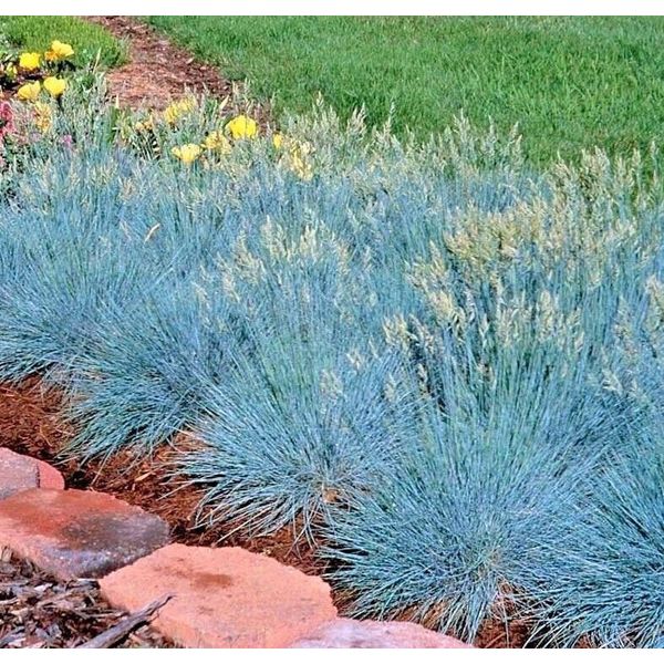 5000 BLUE FESCUE Ornamental Grass Seeds ClumpingDrought Tolerant Low Maintenance