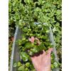 (12) Water Hyacinth Koi Pond Floating Plants Rid Algae Medium -small 2-4”