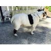 WALKABOUT Hock Support Brace (Xlarge 9"-11")