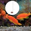 Acrylic Shrimp Feeder 25cm Tube