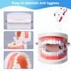 Standard Dental Study Model - Adult Simulation Teeth Model Display, Teeth Structure Model for Students Kids Learning Education Practice Examination etc