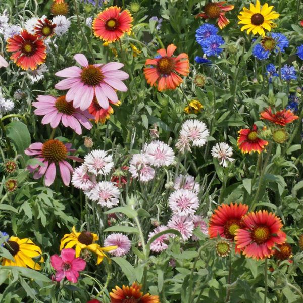 Outsidepride 1/4 lb. Northeast Wild Flower Seed Mix for Northeastern States