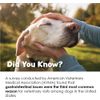 FloraCare G.I. for Dogs & Cats (60 cc)