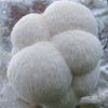 Brain enhancing blend - FOCUS AND MIND HERBAL TEA - Lions Mane Mushroom 1 Pack  