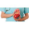 immune support adults - KIDNEY SUPPORT - cranberry concentrate pills - 1 Bottle
