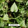 Banyan Botanicals Manjistha Powder, 1/2 Pound - USDA Organic - Rubia cordifolia - Cleanses The Blood & Lymph - Ayurveda