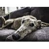 Greyhound Dog Blank Greeting Card