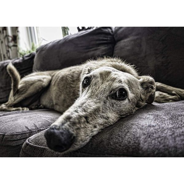 Greyhound Dog Blank Greeting Card