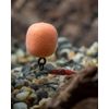 ParkerBaits OG Fish Magic Bean Wafters 15mm Hook baits