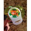 5 pcs MAM Ring Button Style Pacifier Adapter