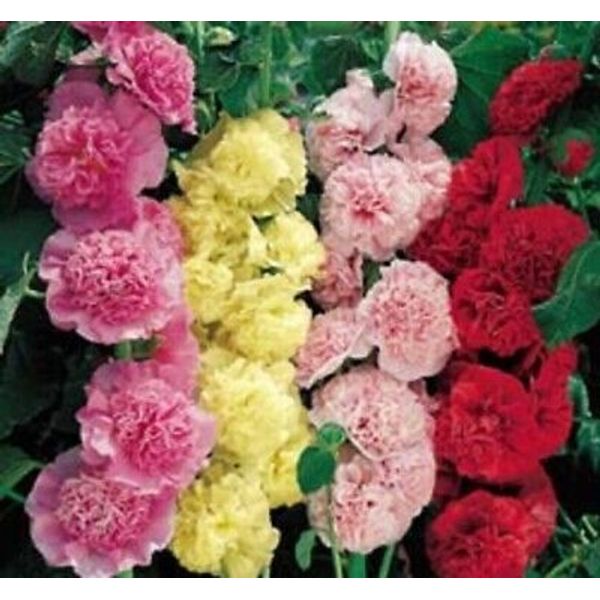 75 SEEDS   CHARTER'S-DOUBLE"   HOLLYHOCK FLOWER SEEDS     ENGLISH 1850 FAVORITE