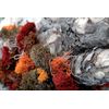 SuperMoss (25122) Reindeer Moss Preserved, Red, 2oz