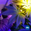 ToDo Hydro Bloom Booster Flower Nutrient, Plant Growth Solution Formula 8 oz