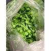 Qty.50 National Measures Plastic Measuring Scoop 5cc for Powders & Supplements