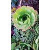 100 Assorted Succulent Cuttings with 40+ mixed varieties